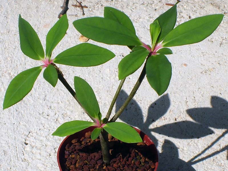 Euphorbia bongolavensis 