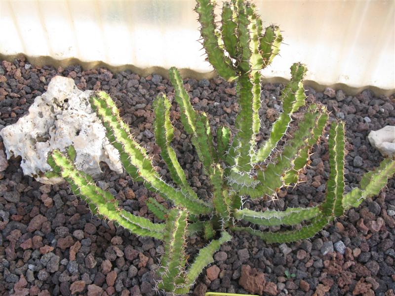 Euphorbia cactiformis 