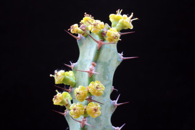 Euphorbia doinetiana 