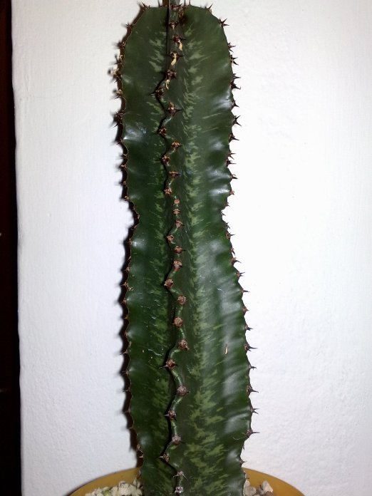 Euphorbia ingens 