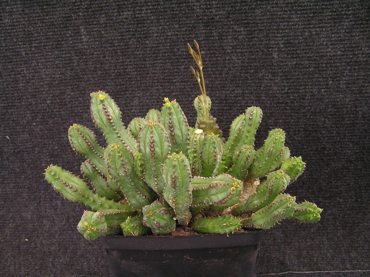 Euphorbia jansenvillensis 