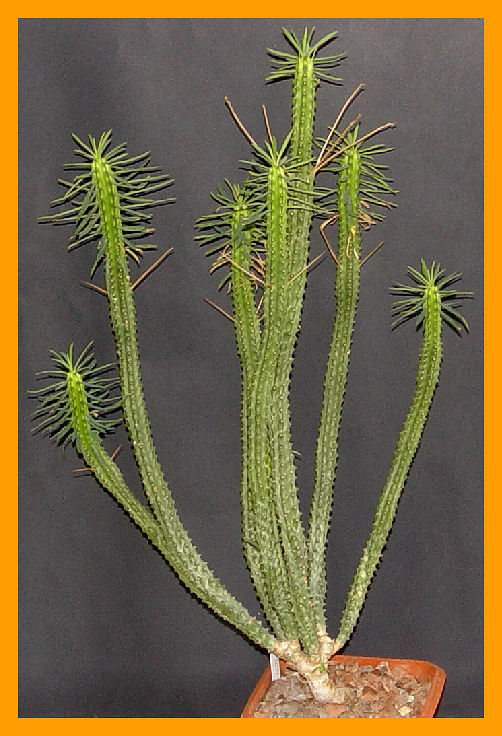 Euphorbia loricata 