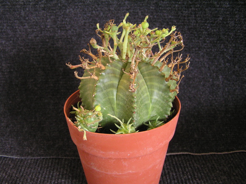 Euphorbia meloformis ssp. valida 