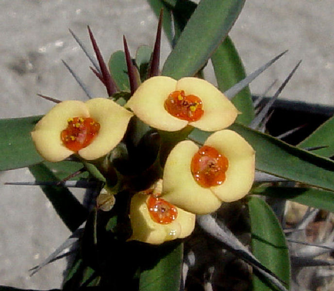 Euphorbia milii v. isaloensis x gottlebei 