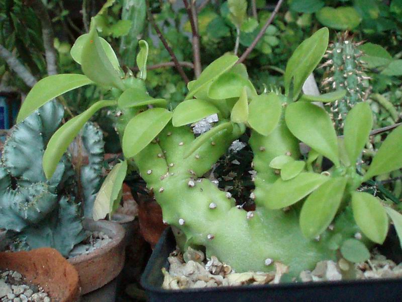 Euphorbia neriifolia cv. cristata 