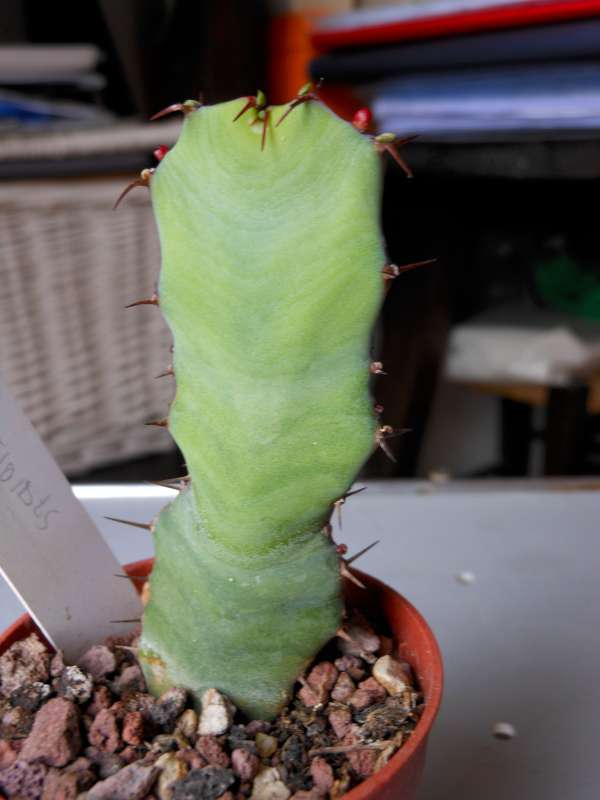 Euphorbia opuntioides 