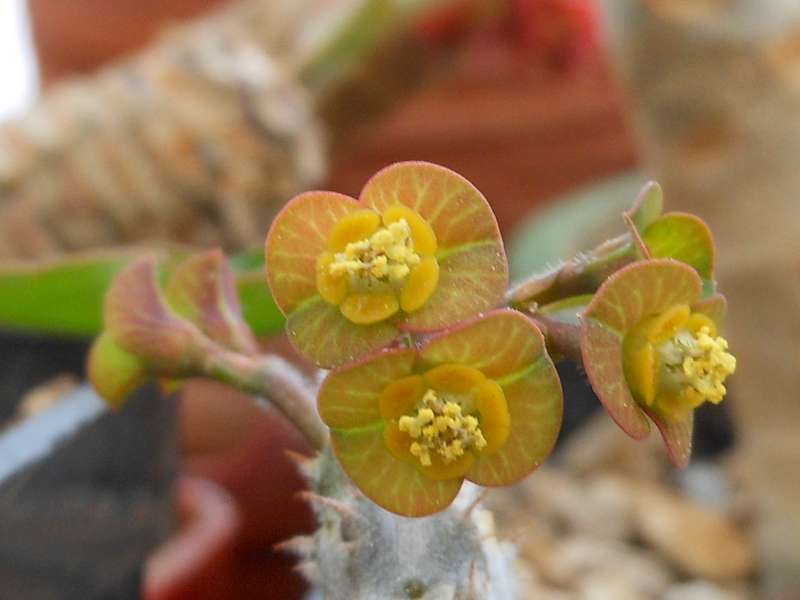 Euphorbia razafindratsirae 
