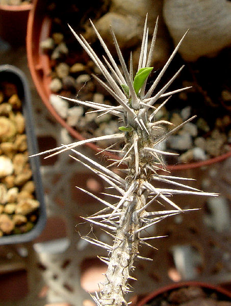 Euphorbia famatamboay ssp. itampolensis 