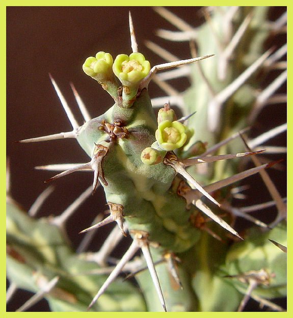 Euphorbia samburuensis 