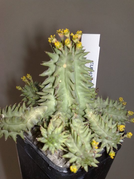 Euphorbia susannae 