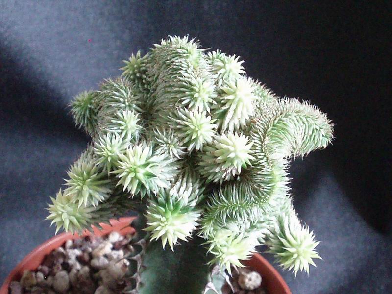 Euphorbia susannae cv. cristata 
