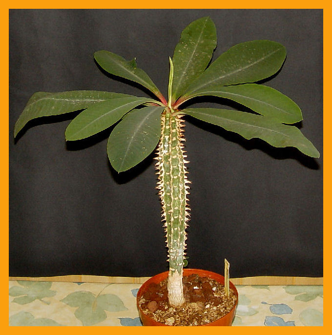 Euphorbia viguieri v. ankarafantsiensis 