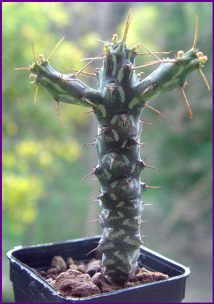 Euphorbia xylacantha 