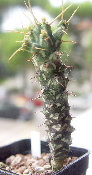 Euphorbia xylacantha 
