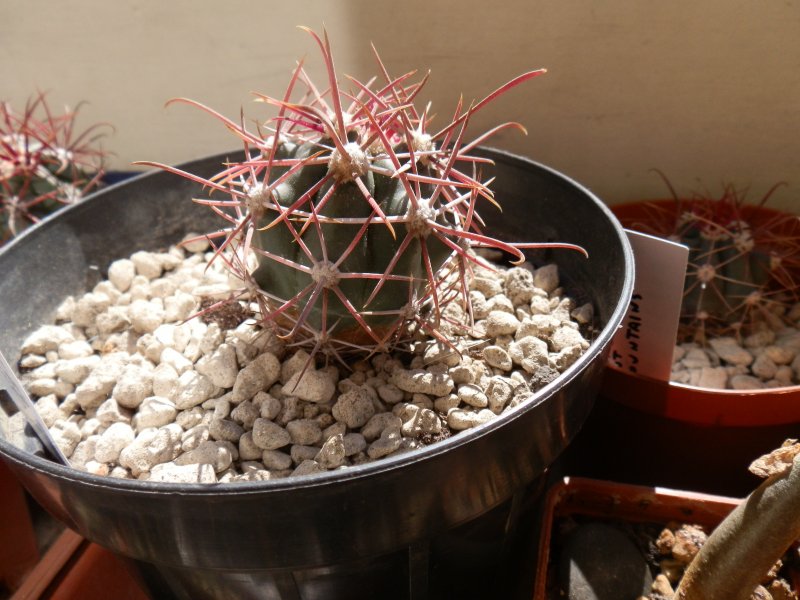 ferocactus peninsulae ssp. viscainensis