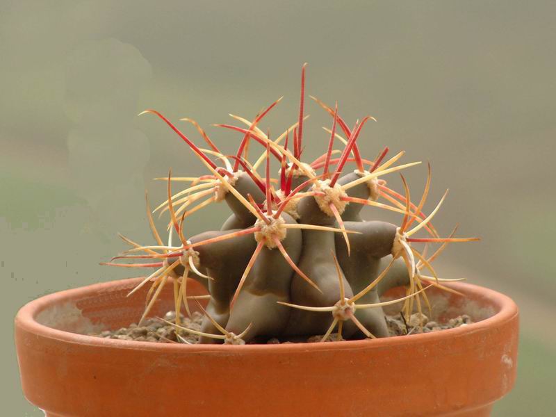 Ferocactus covillei 