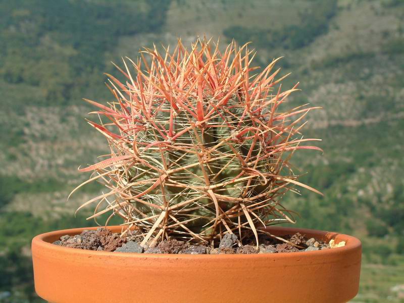 Ferocactus gracilis 