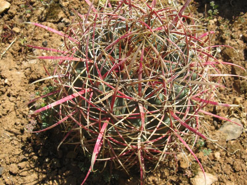 Ferocactus cylindraceus 