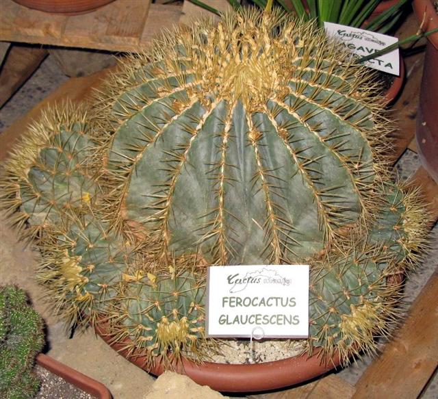 Ferocactus glaucescens 