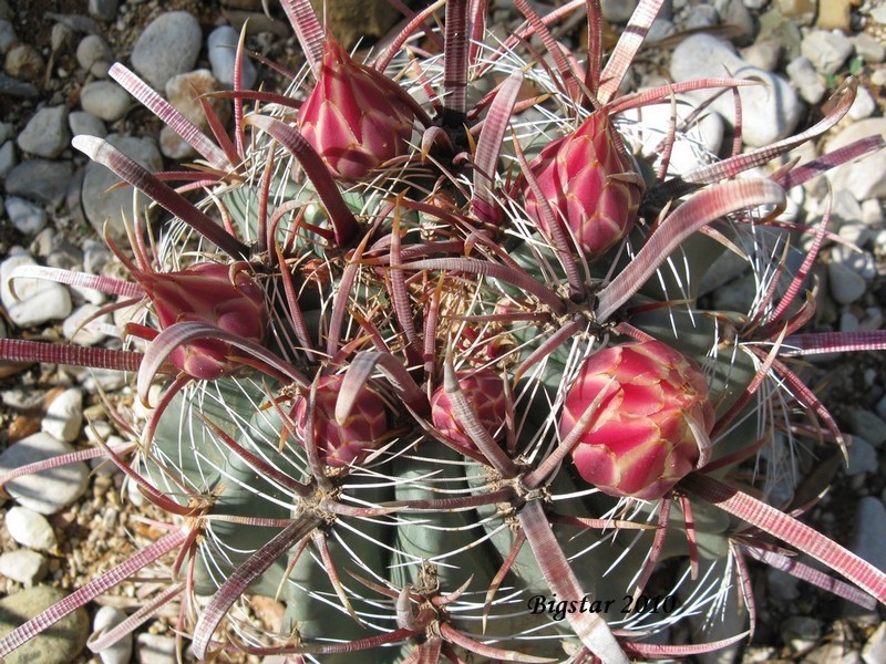 Ferocactus peninsulae v. townsendianus 
