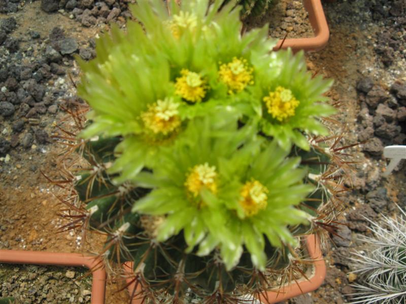 Ferocactus viridescens ssp. littoralis 