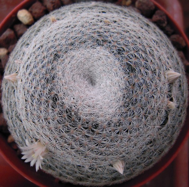 Mammillaria microthele 