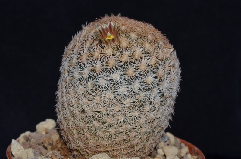 Mammillaria stella-de-tacubaya SB 1431