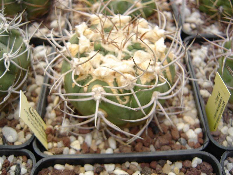 Gymnocalycium castellanosii P 80c