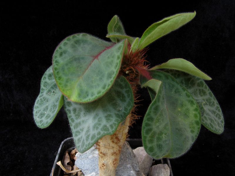 Euphorbia iharanae 