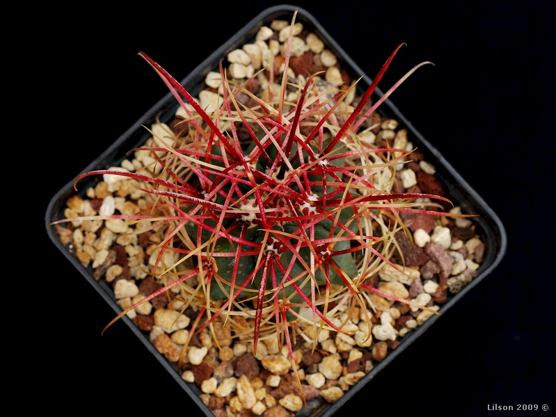 Ferocactus cylindraceus ssp. eastwoodiae 