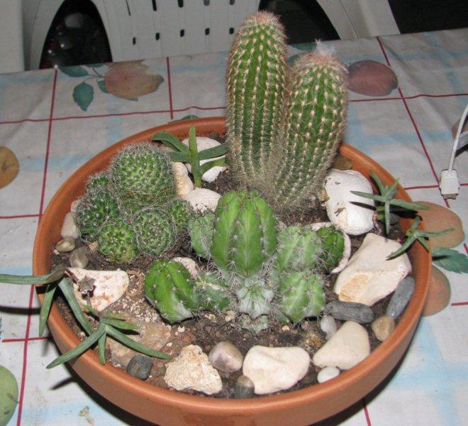 cactofili succulente cactofili succulente