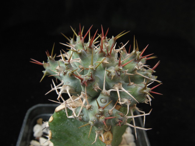 Euphorbia ponderosa 