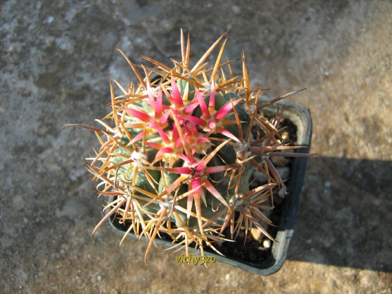 Ferocactus fordii v. grandiflorus 