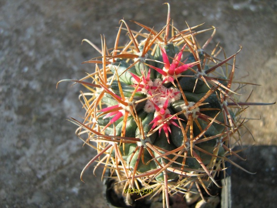 Ferocactus fordii ssp. borealis 