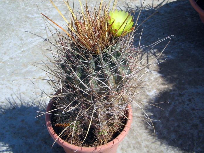 Ferocactus hamatacanthus v. papyracanthus 