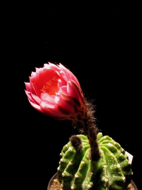 Echinopsis sp. ibrido rosarancio 