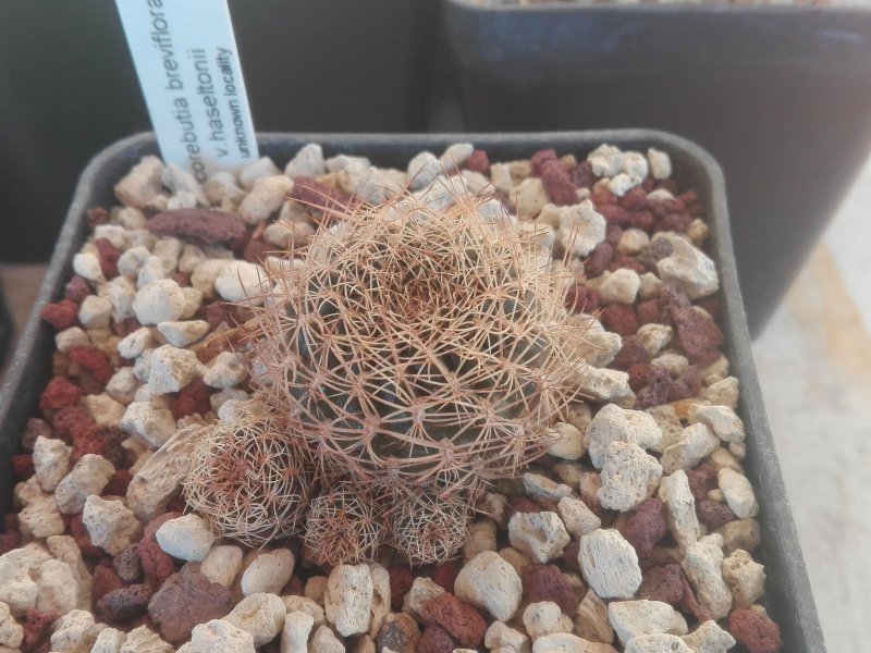 Sulcorebutia breviflora v. haseltonii L315/5