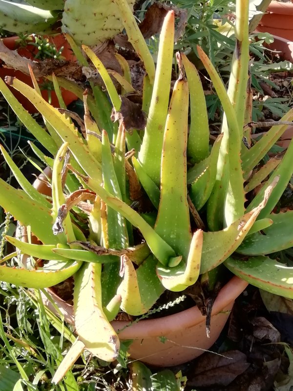Aloe camperi 