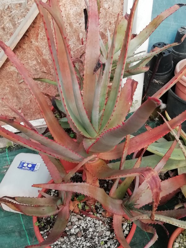 Aloe divaricata 