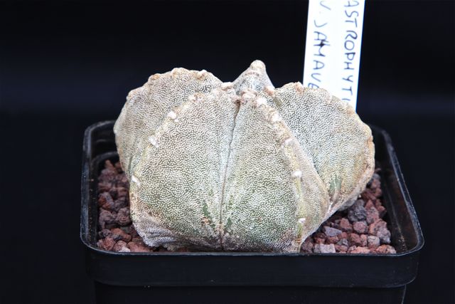 Astrophytum myriostigma v. jaumavense 