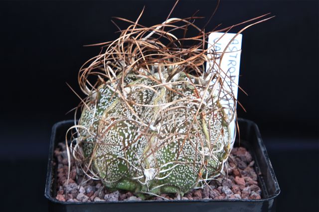 Astrophytum capricorne cv. crassispinoides 