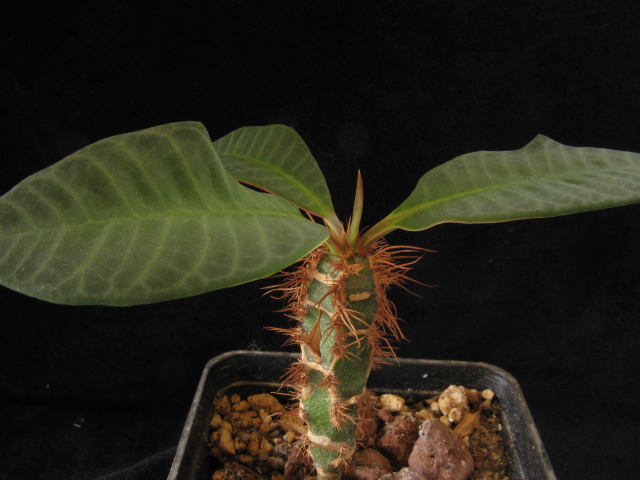 Euphorbia neohumberti 