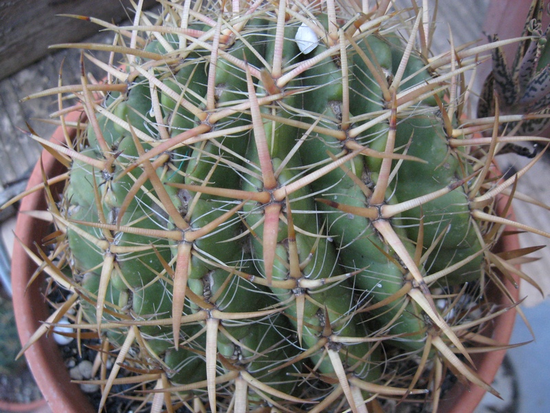 Ferocactus viridescens 