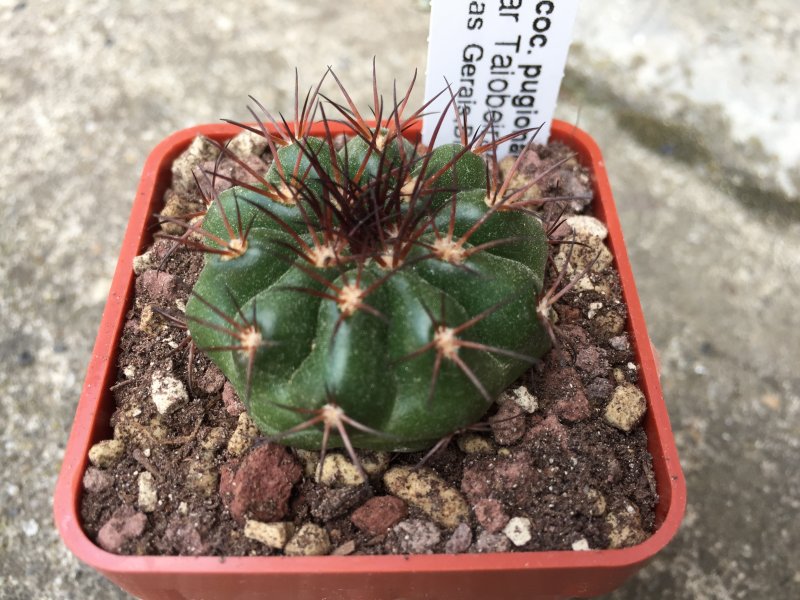Discocactus pugionacanthus MH615