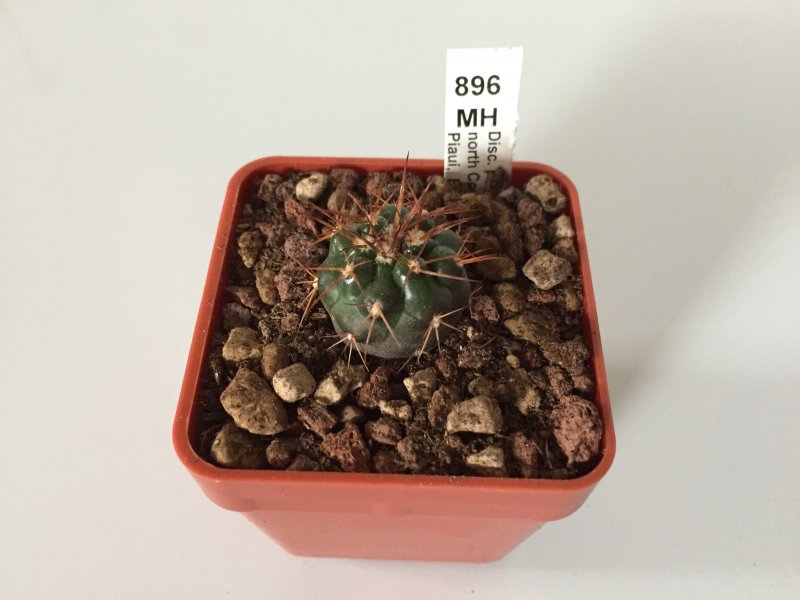 Discocactus aff. piauiensis MH896