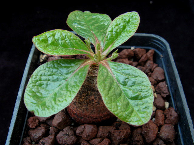 Euphorbia ecklonii 