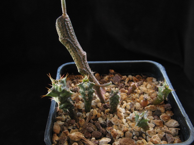 Euphorbia furcata 