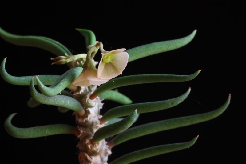 Euphorbia cylindrifolia ssp. tuberifera 