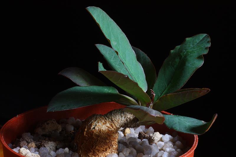 Euphorbia moratii 