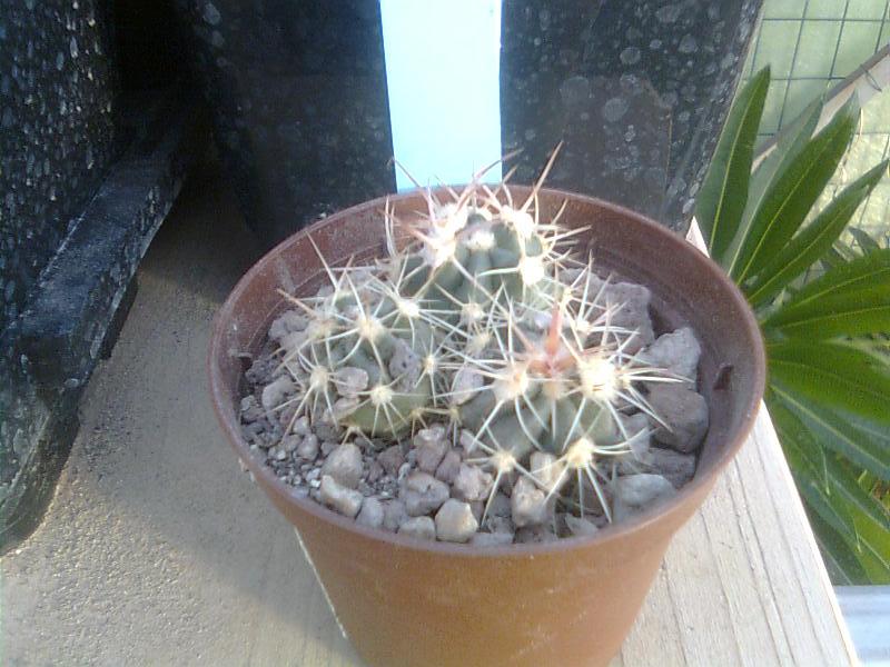 Echinocactus polycephalus ssp. xeranthemoides SB 475